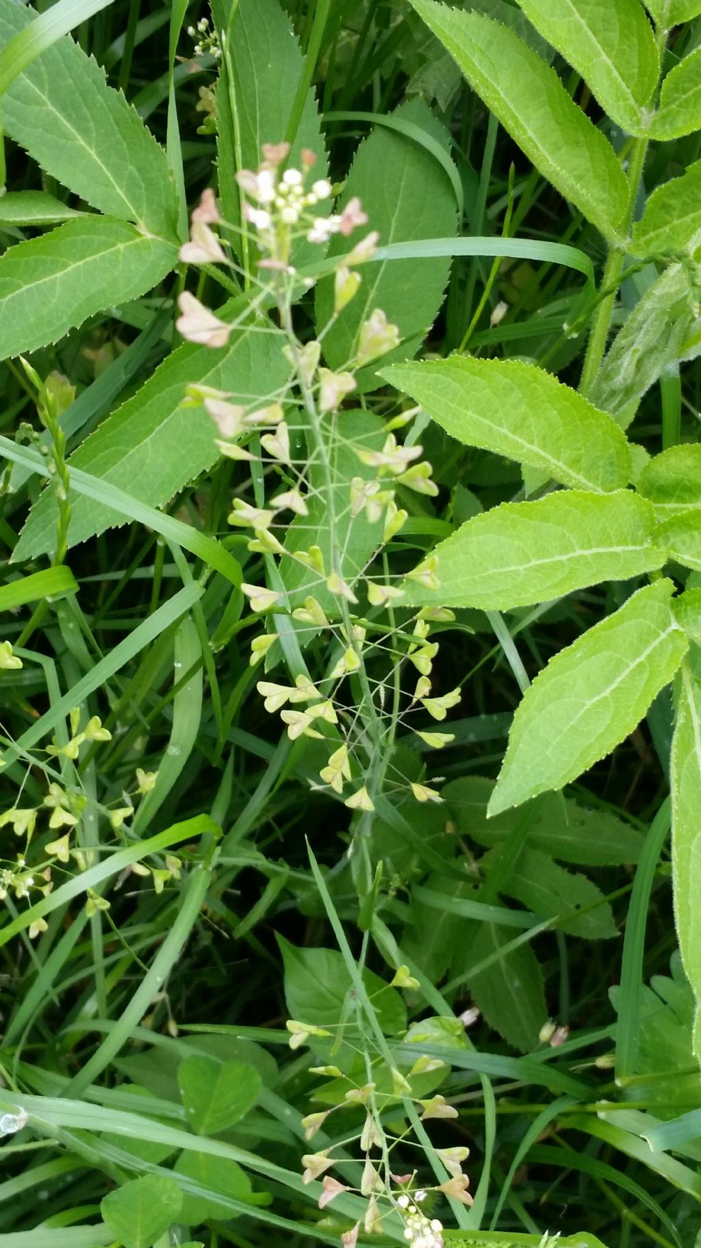 Capsella rubella  (Brassicaceae)